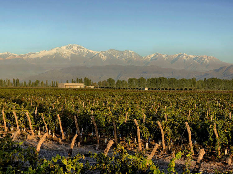 Bodega y viñedos emilca