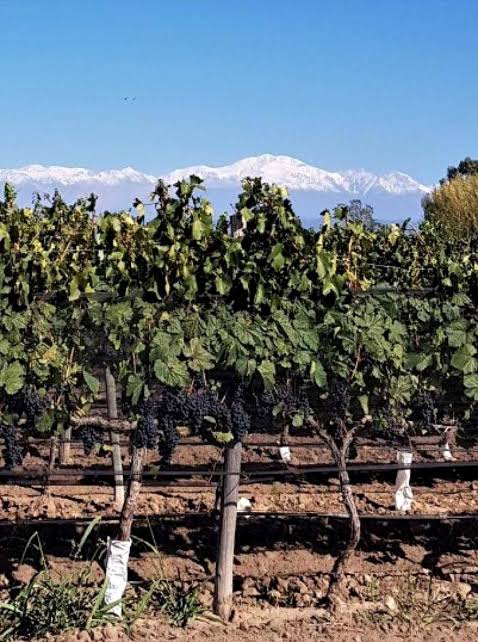 finca mercedes, Mendoza