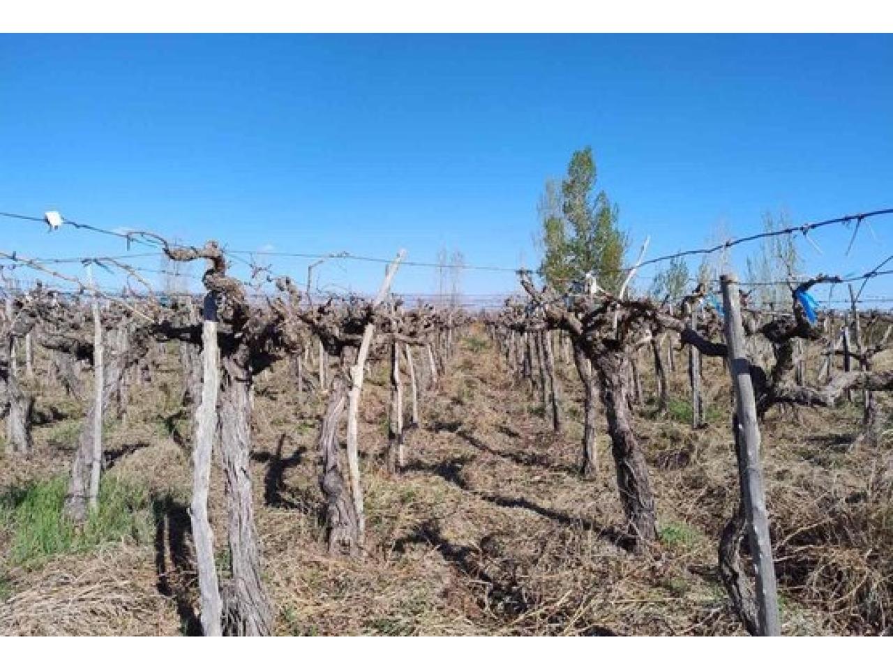 finca mercedes